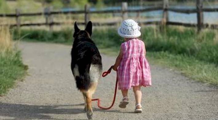 Правила выгула собак - как выгуливать животных + ответственность